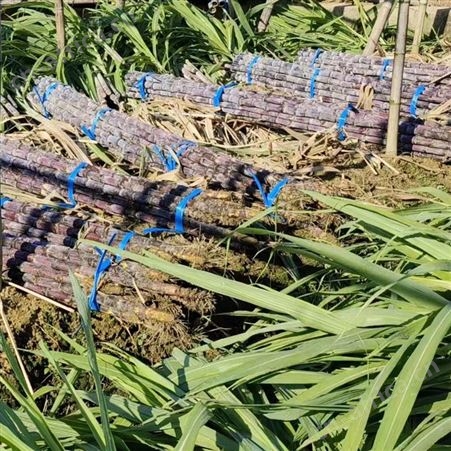 新鲜果蔗现摘现发 清爽可口 专业种植一级博白黑皮甘蔗