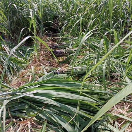 清甜果蔗苗 节长含糖量高 裕华农副基地出售 黑皮甘蔗种苗