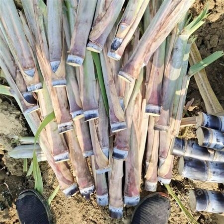 黄皮甘蔗种 北方种植袋装甘蔗种苗 种苗嫁接 汁水多