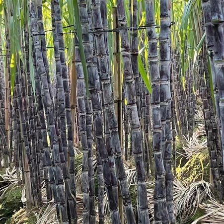新鲜黑皮甘蔗基地 大量供应 整根批发 现货出售当季水果