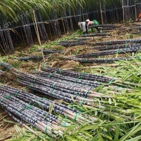 新鲜黑皮甘蔗基地 大量供应 整根批发 现货出售当季水果