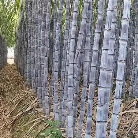 新鲜果蔗现摘现发 清爽可口 专业种植一级博白黑皮甘蔗