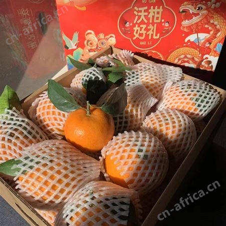 精品正宗沃柑 新鲜当季水果沃柑橘桔子现摘现发批发