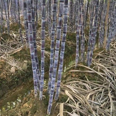 新鲜黑皮甘蔗基地 大量供应 整根批发 现货出售当季水果