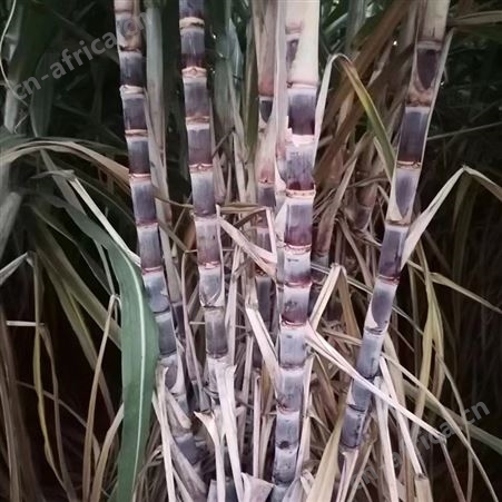 清甜果蔗苗 节长含糖量高 裕华农副基地出售 黑皮甘蔗种苗