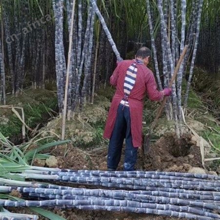 新鲜黑皮甘蔗基地 大量供应 整根批发 现货出售当季水果