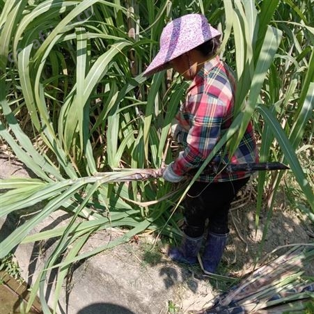 裕华 黑皮甘蔗种苗 基地现货 优质甘蔗种子 货源充足