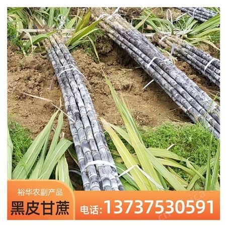 新鲜黑皮甘蔗基地 大量供应 整根批发 现货出售当季水果