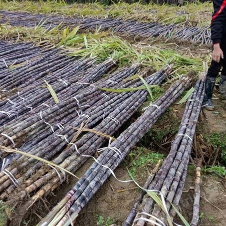 现货一级黑皮甘蔗 新鲜整根现砍 基地直发 优质口感酥脆多汁
