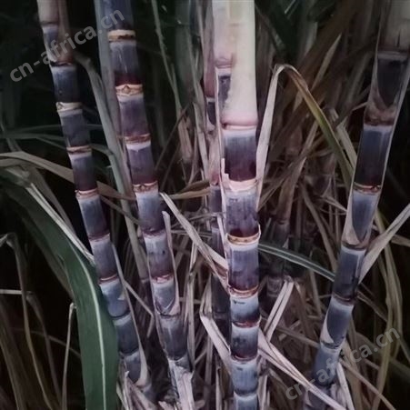黑皮甘蔗苗市场行情 大量批发供应甘蔗种苗 基地批发