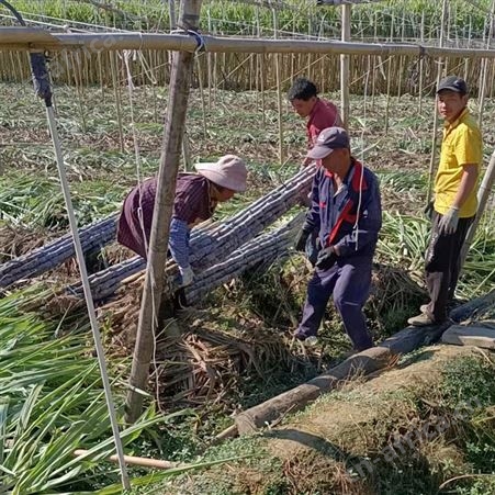 黑皮甘蔗 新鲜水果应季榨汁脆甜杆批发 清甜脆爽 颜色黑亮