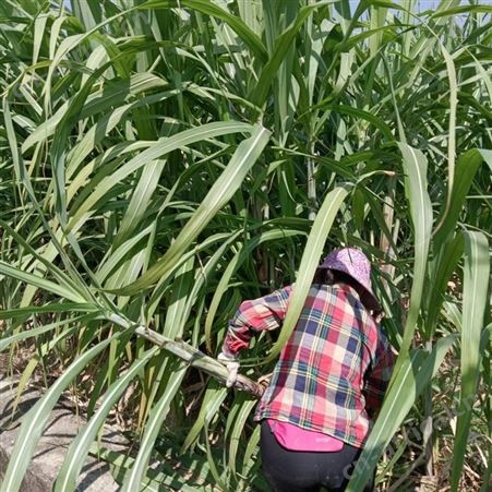 黑皮甘蔗苗市场行情 大量批发供应甘蔗种苗 基地批发