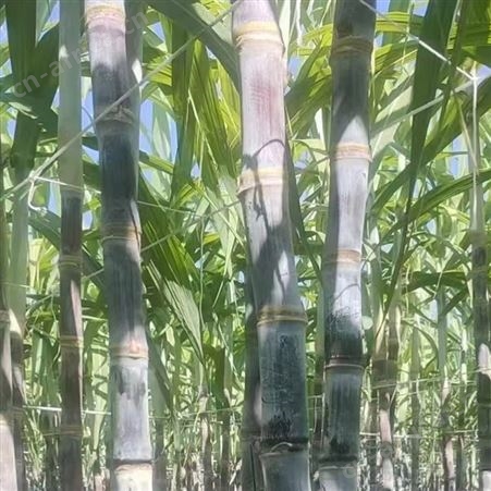 现货一级黑皮甘蔗 新鲜整根现砍 基地直发 优质口感酥脆多汁