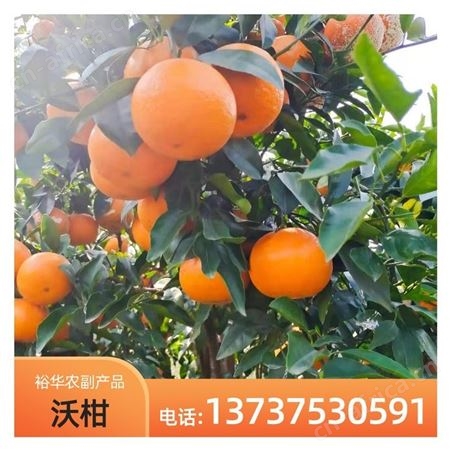 基地批发 现摘先发新鲜沃柑 大果当季 薄皮超甜