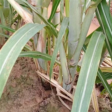 清甜果蔗苗 节长含糖量高 裕华农副基地出售 黑皮甘蔗种苗