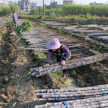 新鲜果蔗现摘现发 清爽可口 专业种植一级博白黑皮甘蔗