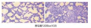 实验型高压均质机