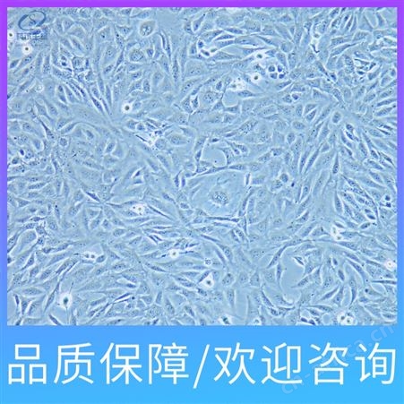 上海HFF-1人包皮成纤维细胞细胞系公司